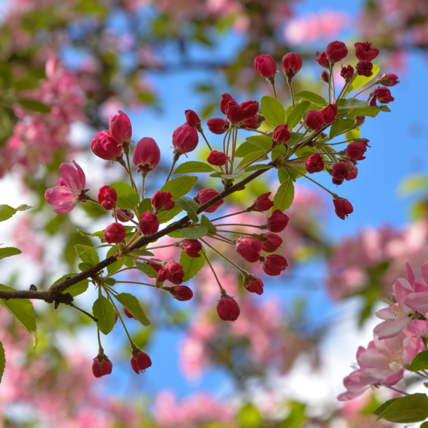 primavera isola d'elba brigantino