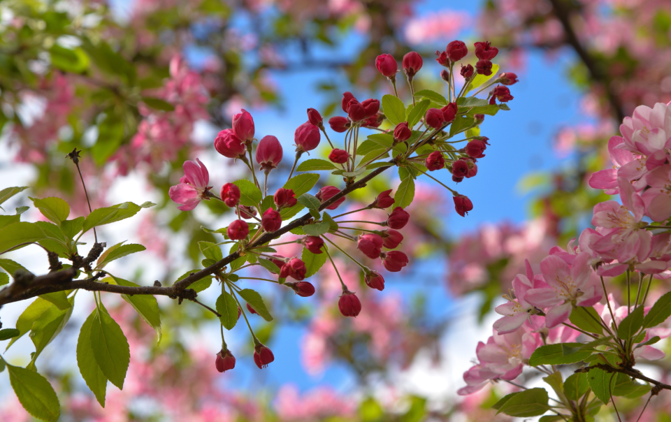 primavera isola d'elba brigantino