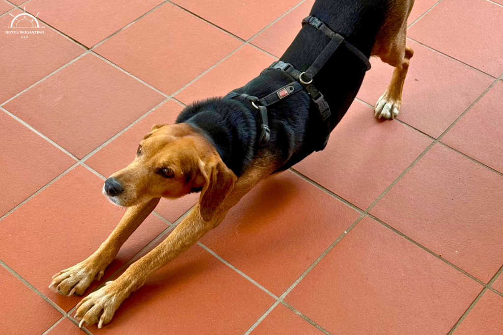 Otto la mascotte dell'albergo